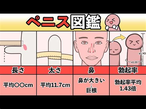 ペニス 太さ 測り方|ちんこの測り方｜ペニス（男性器）を正しく測定する 